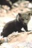 Douce the Bear