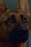 Primo the Dog